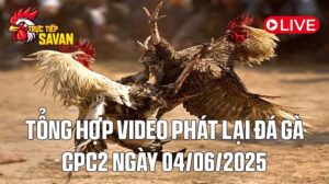 Tổng Hợp Video Phát Lại Đá Gà CPC2 Ngày 04-06-2025 của tructiepsavan