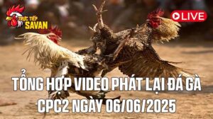 Tổng Hợp Video Phát Lại Đá Gà CPC2 Ngày 06-06-2025 của tructiepsavan