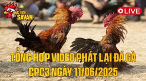 Tổng Hợp Video Phát Lại Đá Gà CPC3 Ngày 11-06-2025 của tructiepsavan